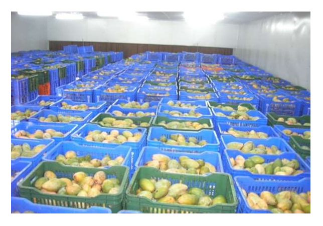 Mango Ripening Photo