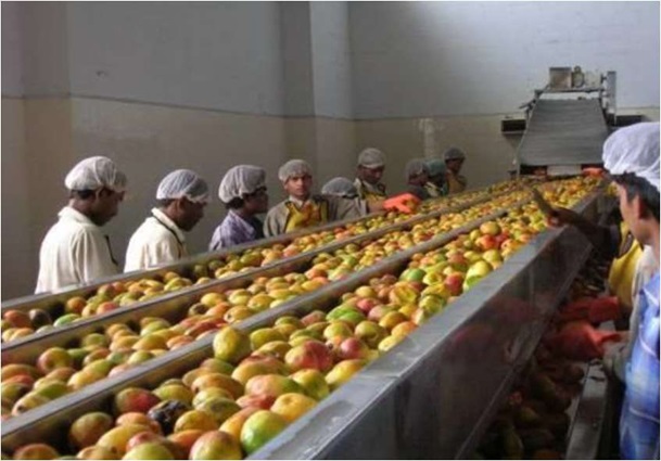 Mango line photo